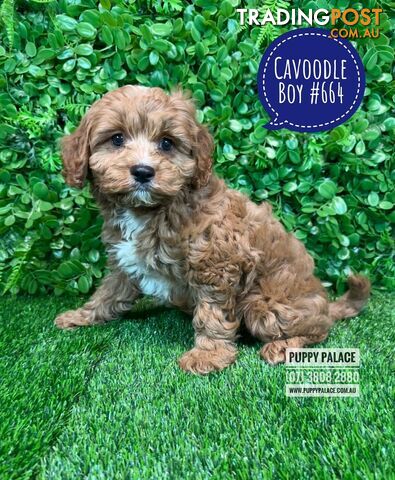 Cavoodle / Cavapoo (Toy/Mini Poodle X Cavalier) - Boys
