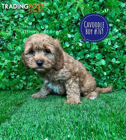 Cavoodle / Cavapoo (Toy/Mini Poodle X Cavalier) - Boys.  In store now at Puppy Palace Pet Shop, Brisbane.