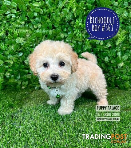 Bichoodle (Bichon X Toy Poodle) Puppies -  At Puppy Palace Pet Shop, Underwood.