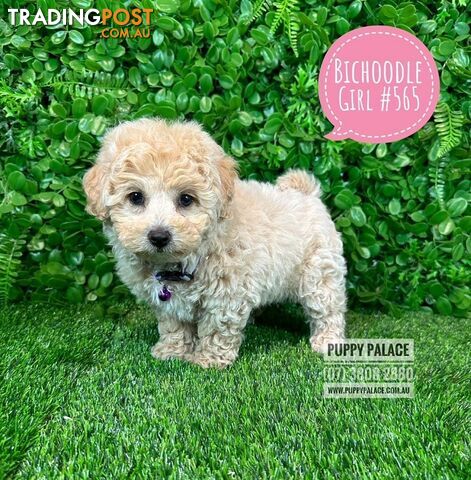 Bichoodle (Bichon X Toy Poodle) Puppies -  At Puppy Palace Pet Shop, Underwood.