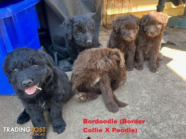 Bordoodle (Border Collie X Std/Mini Poodle) Puppies - Boys & Girls. At Puppy Palace Pet Shop