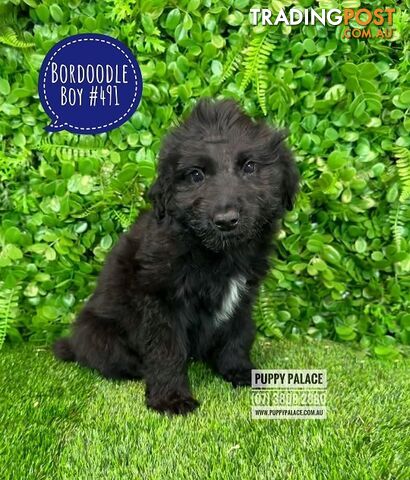 Bordoodle (Border Collie X Std/Mini Poodle) Puppies - Boy & Girl. At Puppy Palace Pet Shop