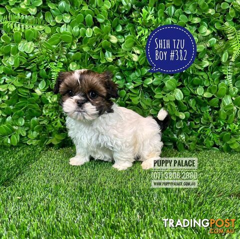 Purebred Shih Tzu Puppies - Boys & Girl. Litter 1. At Puppy Palace Pet Shop. 