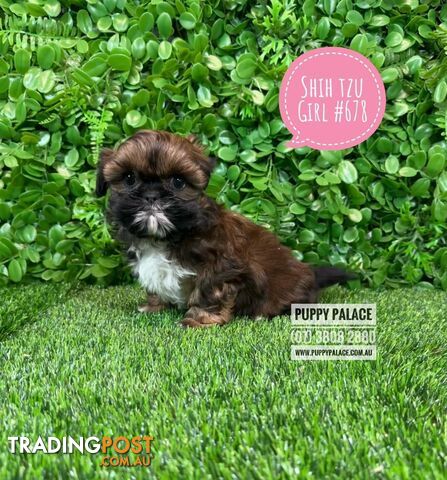 Purebred Shih Tzu Puppies - Boys & Girl. At Puppy Palace Pet Shop. 07 3808 2880