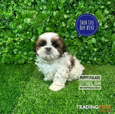 Purebred Shih Tzu Puppies - Boys & Girl. At Puppy Palace Pet Shop. 07 3808 2880