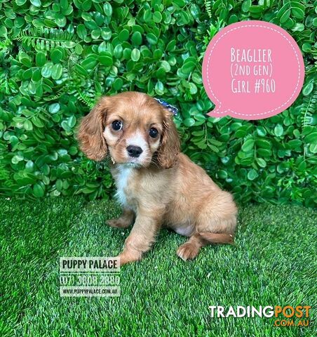 Beaglier - 2 Litters. L1 (Cavalier X Beagle) L2 (Beaglier X Cavalier) - In store now at Puppy Palace