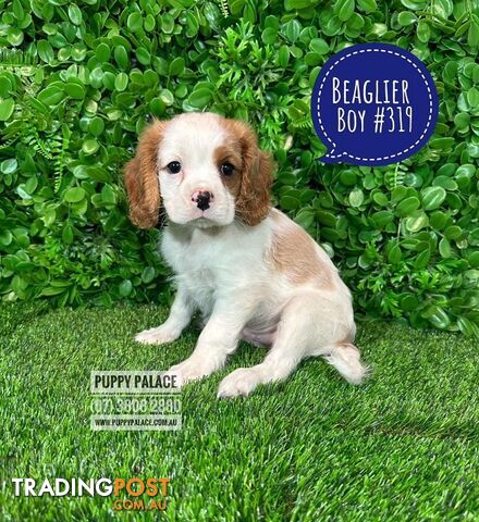 Beaglier - 2 Litters. L1 (Cavalier X Beagle) L2 (Beaglier X Cavalier) - In store now at Puppy Palace