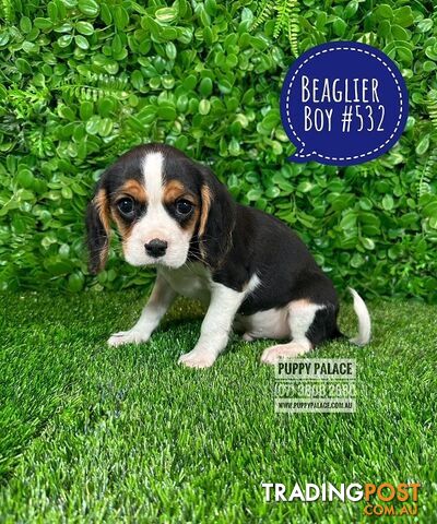 Beaglier - 2 Litters. L1 (Cavalier X Beagle) L2 (Beaglier X Cavalier) - In store now at Puppy Palace