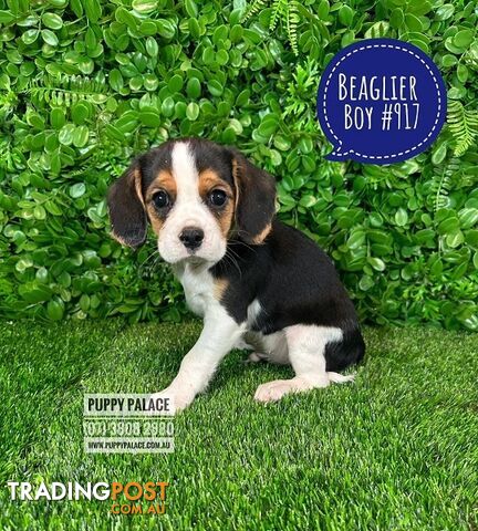 Beaglier - 2 Litters. L1 (Cavalier X Beagle) L2 (Beaglier X Cavalier) - In store now at Puppy Palace