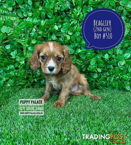 Beaglier - 2 Litters. L1 (Cavalier X Beagle) L2 (Beaglier X Cavalier) - In store now at Puppy Palace