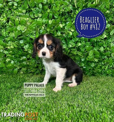 Beaglier - 2 Litters. L1 (Cavalier X Beagle) L2 (Beaglier X Cavalier) - In store now at Puppy Palace