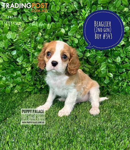 Beaglier - 2 Litters. L1 (Cavalier X Beagle) L2 (Beaglier X Cavalier) - In store now at Puppy Palace