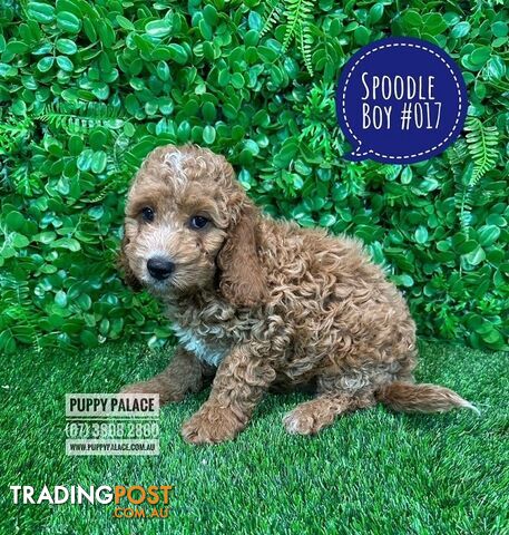 Poodle trading post best sale