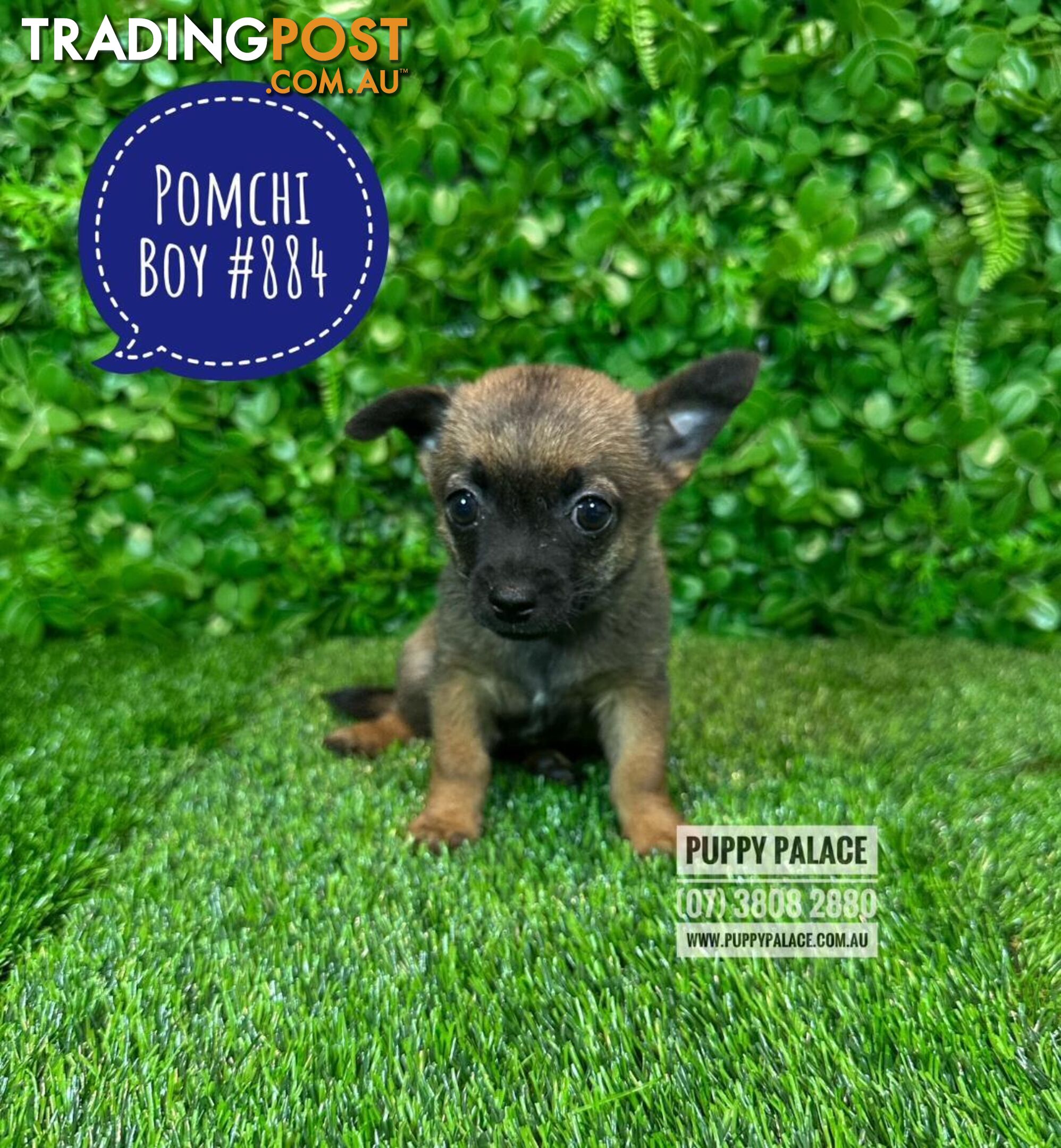 Pomchi (Pomeranian x Chihuahua) - At Puppy Palace Pet Shop Brisbane