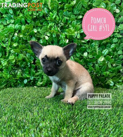 Pomchi (Pomeranian x Chihuahua) - At Puppy Palace Pet Shop Brisbane