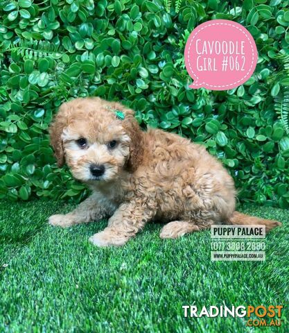 Cavoodle / Cavapoo (Toy/Mini Poodle X Cavalier) - Girl. I HAVE ALSO HAD MY 2ND VACCINATION