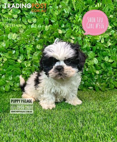 Purebred Shih Tzu Puppies - Girls. Litter 2. In store now at Puppy Palace Pet Shop