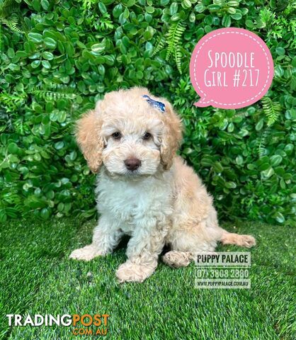 Spoodle / Cockerpoo (Cocker Spaniel X Poodle ) - At Puppy Palace Pet shop, Underwood. Brisbane