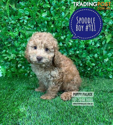 Spoodle / Cockerpoo (Cocker Spaniel X Poodle ) - At Puppy Palace Pet shop, Underwood. Brisbane