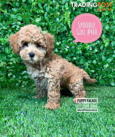 Spoodle / Cockerpoo (Cocker Spaniel X Poodle ) - At Puppy Palace Pet shop, Underwood. Brisbane