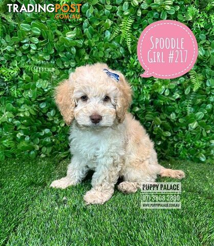 Spoodle / Cockerpoo (Cocker Spaniel X Poodle ) - At Puppy Palace Pet shop, Underwood. Brisbane