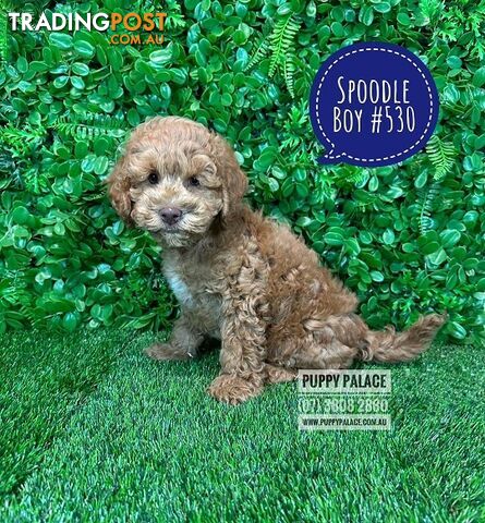 Spoodle / Cockerpoo (Cocker Spaniel X Poodle ) - At Puppy Palace Pet shop, Underwood. Brisbane