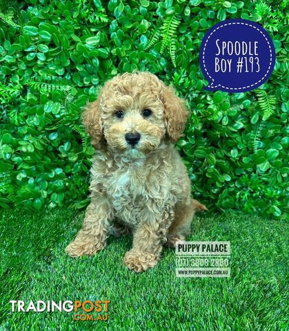 Spoodle / Cockerpoo (Cocker Spaniel X Poodle ) - At Puppy Palace Pet shop, Underwood. Brisbane