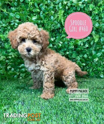 Spoodle / Cockerpoo (Cocker Spaniel X Poodle ) - At Puppy Palace Pet shop, Underwood. Brisbane