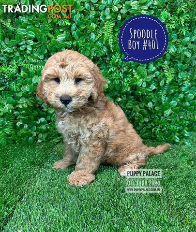 Spoodle / Cockerpoo (Cocker Spaniel X Poodle ) - At Puppy Palace Pet shop, Underwood. Brisbane