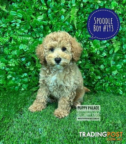 Spoodle / Cockerpoo (Cocker Spaniel X Poodle ) - At Puppy Palace Pet shop, Underwood. Brisbane