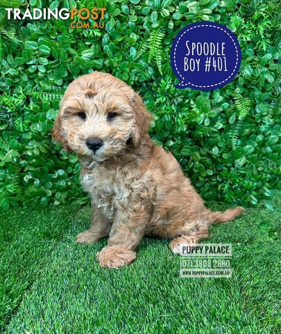 Spoodle / Cockerpoo (Cocker Spaniel X Poodle ) - At Puppy Palace Pet shop, Underwood. Brisbane