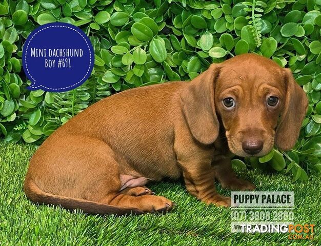 Miniature Dachshund Puppies - Boys & Girls.  At Puppy Palace Pet Shop, Underwood.07 3808-2880