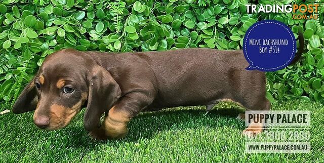 Miniature Dachshund Puppies - Boys & Girls.  At Puppy Palace Pet Shop, Underwood.07 3808-2880