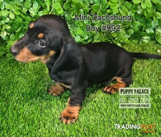 Miniature Dachshund Puppies - Boy.  At Puppy Palace Pet Shop, Underwood.07 3808-2880