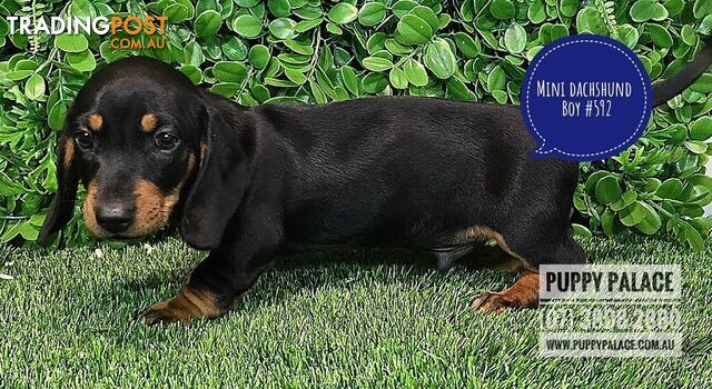 Miniature Dachshund Puppies - Boys & Girls.  At Puppy Palace Pet Shop, Underwood.07 3808-2880