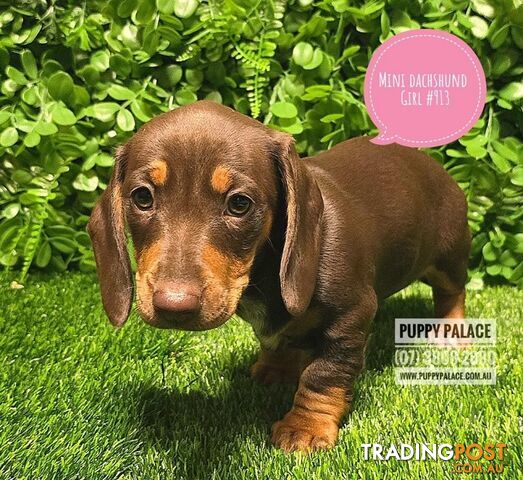 Miniature Dachshund Puppies - Boys & Girls.  At Puppy Palace Pet Shop, Underwood.07 3808-2880