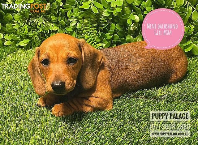 Miniature Dachshund Puppies - Boys & Girls.  At Puppy Palace Pet Shop, Underwood.07 3808-2880