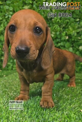 Miniature Dachshund Puppies - Boy & Girl.  At Puppy Palace Pet Shop, Underwood.07 3808-2880