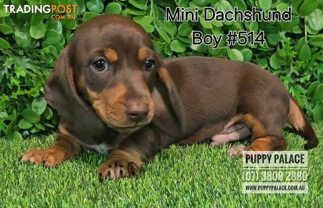 Miniature Dachshund Puppies - Boys & Girls.  At Puppy Palace Pet Shop, Underwood.07 3808-2880