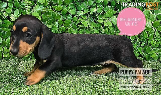 Miniature Dachshund Puppies - Boys & Girls.  At Puppy Palace Pet Shop, Underwood.07 3808-2880