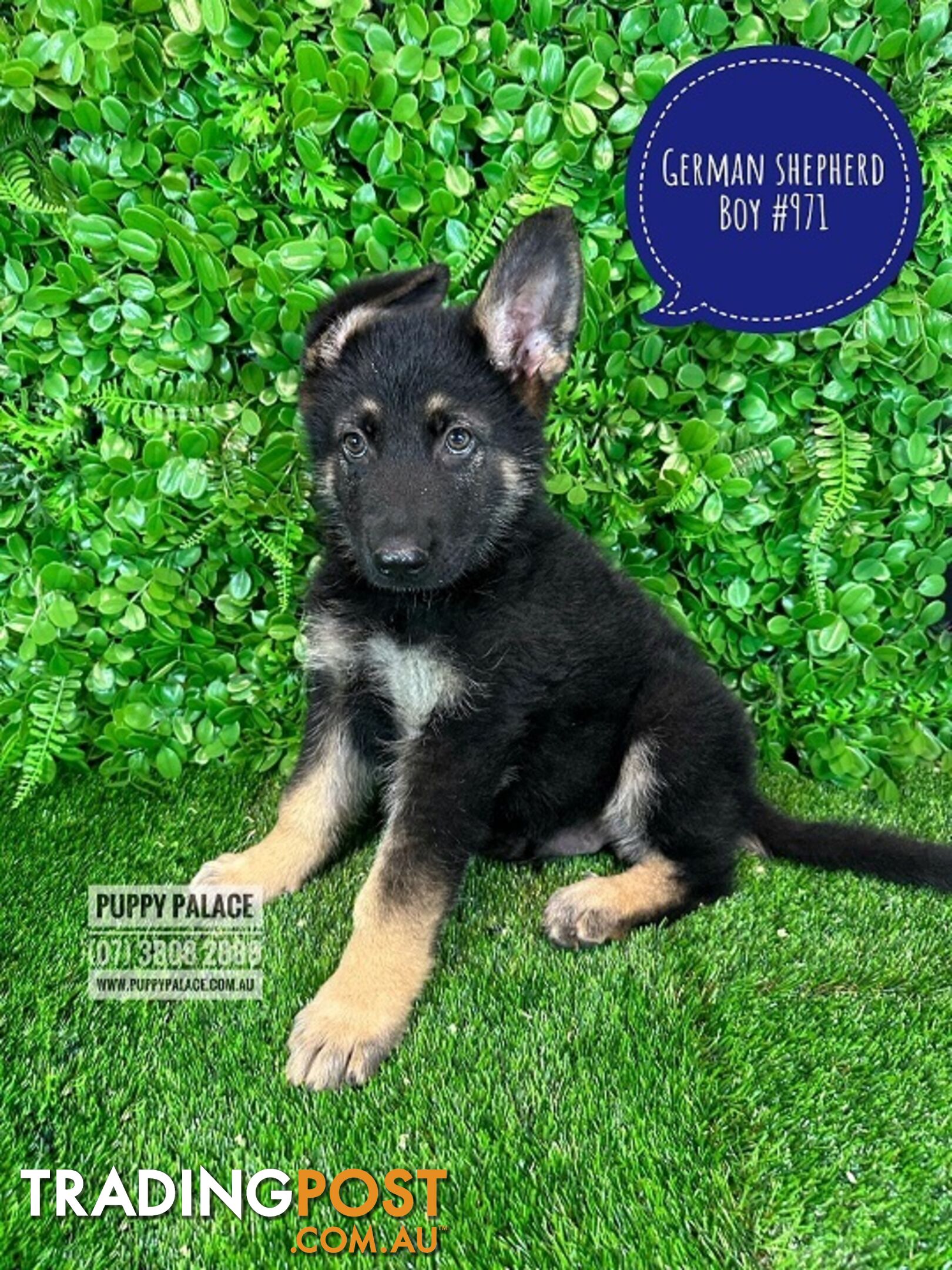 Purebred German Shepherd Puppies - Boy. Puppy palace Pet shop, for all you pet needs. 