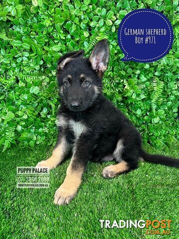 German Shepherd puppies - Boys & Girl. Puppy palace Pet shop, for all you pet needs. 