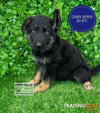 German Shepherd puppies - Boys & Girl. Puppy palace Pet shop, for all you pet needs. 