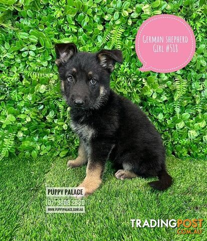 German Shepherd puppies - Boys & Girl. Puppy palace Pet shop, for all you pet needs. 