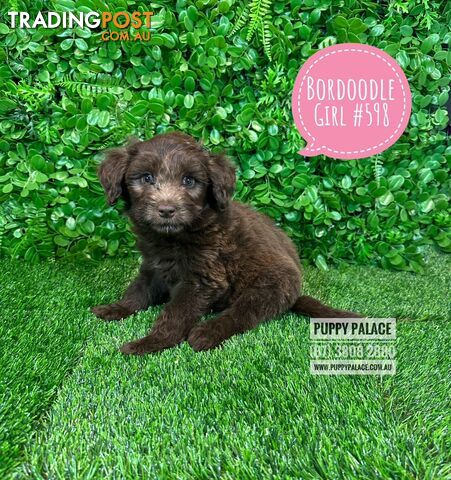 Bordoodle (Border Collie x Poodle) - Boy & Girls. At Puppy Palace Pet Shop