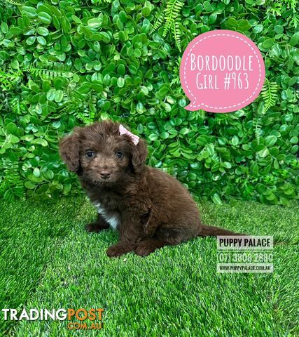 Bordoodle (Border Collie x Poodle) - Boy & Girls. At Puppy Palace Pet Shop