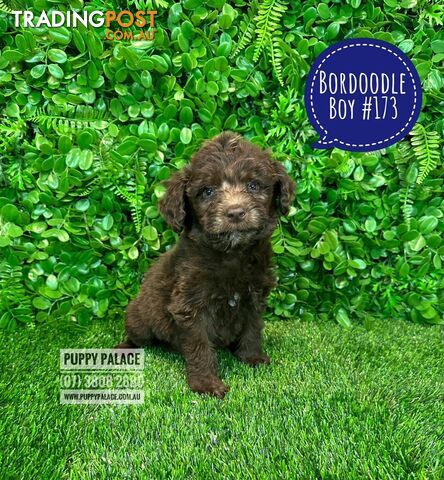 Bordoodle (Border Collie x Poodle) - Boy & Girls. At Puppy Palace Pet Shop