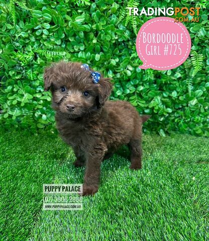 Bordoodle (Border Collie x Poodle) - Boy & Girls. At Puppy Palace Pet Shop