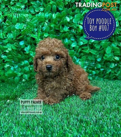 Toy Poodle Puppy  -   Black Boy HAS ALSO  HAD HIS 2ND VACCINATION-VALUE $95. At Puppy Palace Pet Shop, Underwood, Brisbane