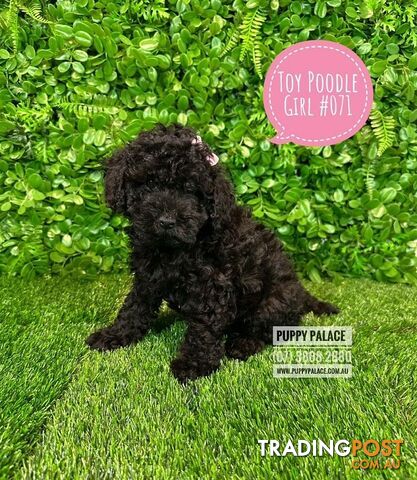 Toy Poodle Puppies - Boys & Girl.  At Puppy Palace Pet Shop